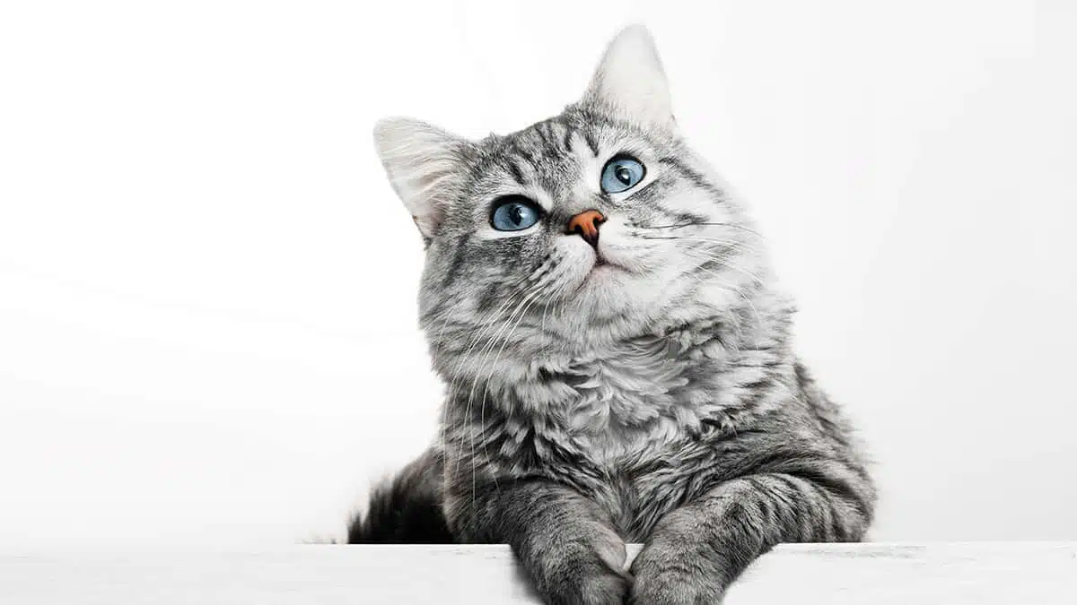 猫の柄ブログ®というWebサイトを開設しました