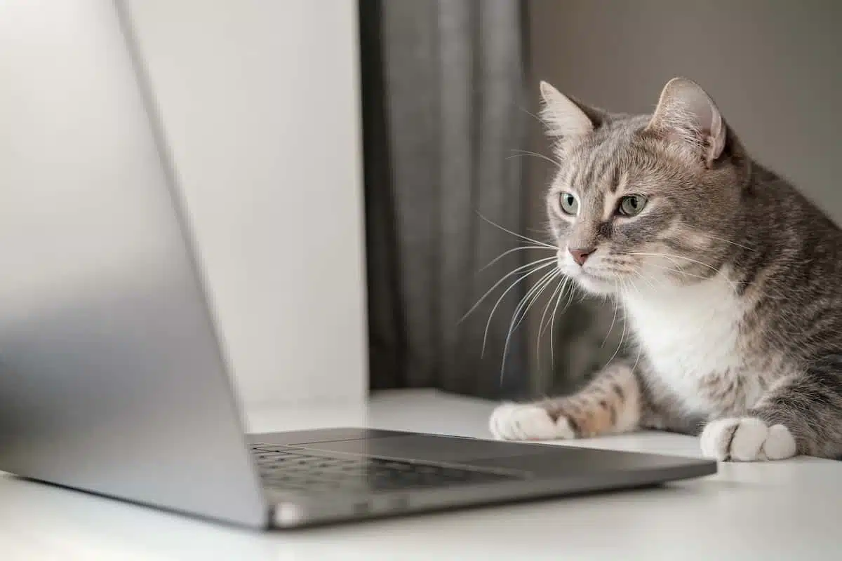 猫がラップトップを触っているところ